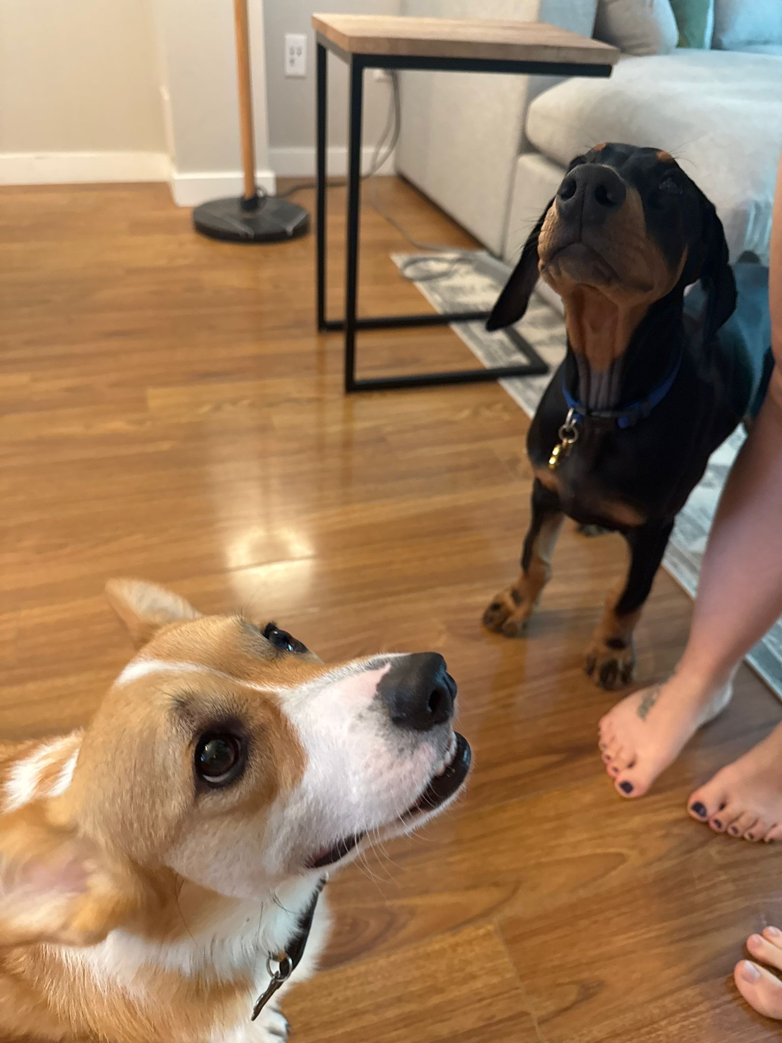 Corgi and Doberman looking up